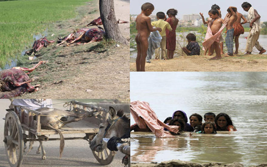 In Sindh. Photos: Afzal Ahmed Shaikh