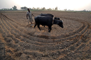 Exporting our future: Will the produce from Pakistan's fields go abroad? Photo: AFP