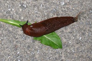 slug-gardening-crops