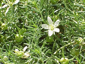 hermal-plant-bush-medicine