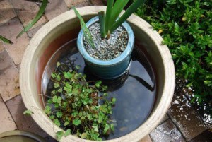 water-in-garden-pot