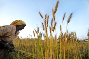 A Pakistani woman harvests crop of wheat on the outskirts of Islamabad on April 13, 2009. The wheat production during the fiscal year 2008-09 has been estimated at 23.3 million tons against the target of 25 million tons, sources said adding that the government intends to import 0.2 million tons of wheat to ensure smooth supply of wheat in all the provinces throughout the year, official media reports said. TOPSHOTS/AFP PHOTO/Farooq NAEEM