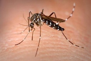 aedes-mosquito