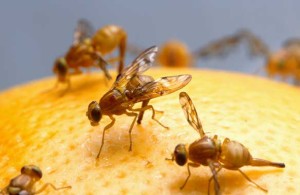 fruit-flies-gardening