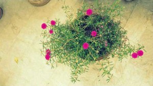 rose-moss-pink-2